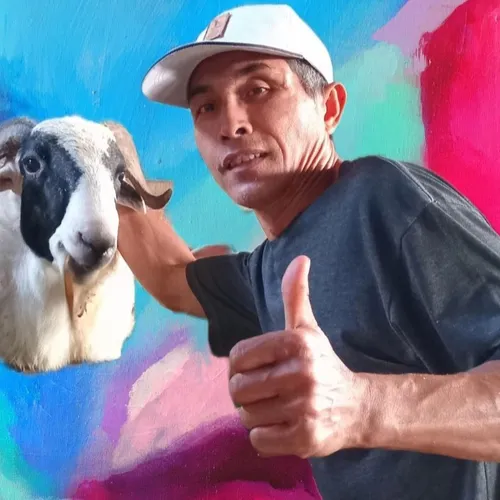 Cepat kaya dg beternak Domba