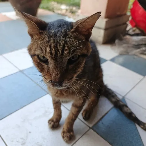 Kehilangan Kucing Ternyata Sesakit itu.