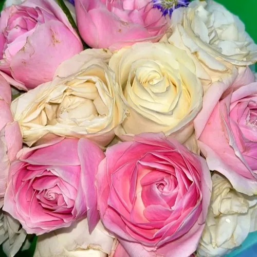 Referensi pengalaman hidup 