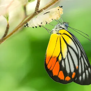 How does a caterpillar become a butterfly?