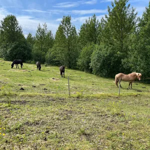 Why do horses sleep standing up?
