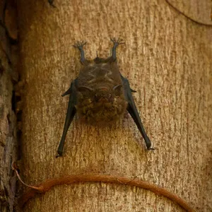 SURPRISE! It's A...Babbling Baby Bat?