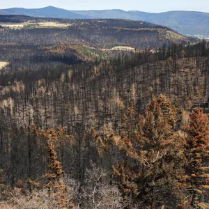 Prescribed Burns Started a Wildfire, But Experts Say They're A Crucial Tool
