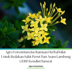 Agro Forestrium Jus Ramuan Herbal Kilat Untuk Redakan Sakit Perut Dan Asam Lambung GERD Kondisi Darurat Podcast Version