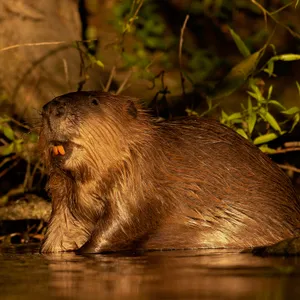 Hot Dam: Why beavers are Britain’s new climate heroes