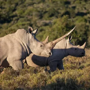 Could fake horns end illegal rhino poaching?