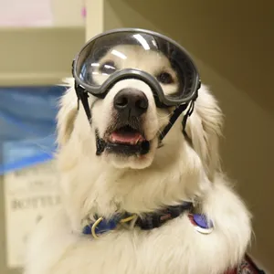 Service Animals In The Lab: Who Decides?