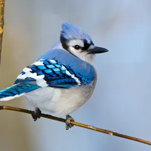 Ask-A-Scientist: Bird Bonanza!