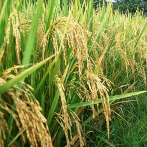 Tetap Ilmu Padi Abangkuh 🌾