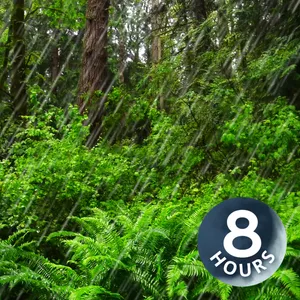 Sleep With Rain Sounds in Forest | Relaxing Raindrops in Woods Ambience 8 Hours