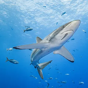 A Silky Shark Named Genie Swam 17,000 Miles, a Record-Breaking Migration