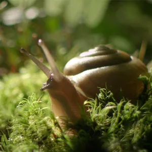 Lessons In Being Alone, From A Woodland Snail