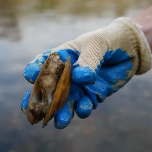 Freshwater Mussels Are Dying And No One Knows Why