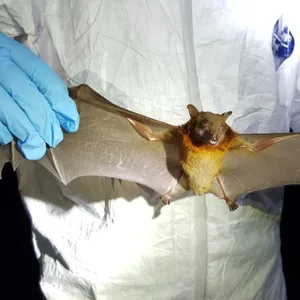 Where Did The Coronavirus Start? Virus Hunters Find Clues In Bats