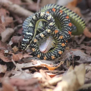 Why Do Flying Snakes Wiggle In The Air?