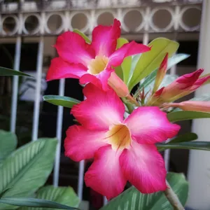 Ketenangan