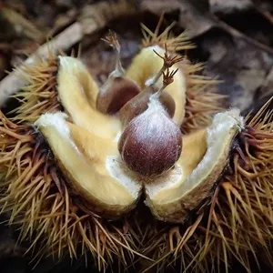 Short Wave : What Happened To The American Chestnut Tree? | Noice Podcast