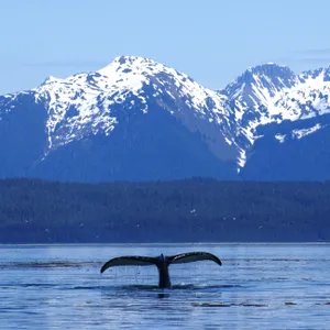 Eavesdropping On Whales In A Quiet Ocean