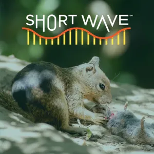 Why These Squirrels Are Eating Meat