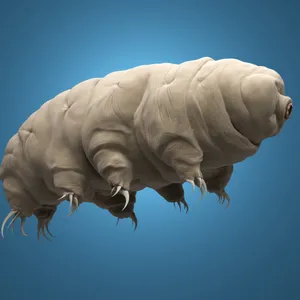 What makes tiny tardigrades tick?