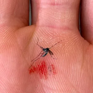 How to beat mosquitoes