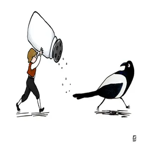 Encore: The Magpie With Salt On Her Tail