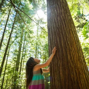 Tree, Myself and I: All about our leafy green friends