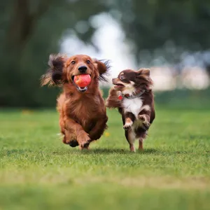 Do animals play?