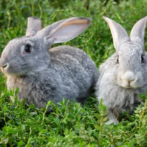 Do bunnies come out at night?