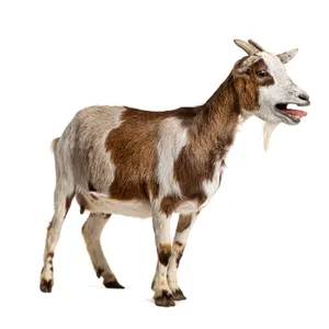 Why do goats sound like humans? A Cozy Critters Collaboration