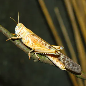 Can A Low-Carb Diet Prevent A Plague Of Locusts?