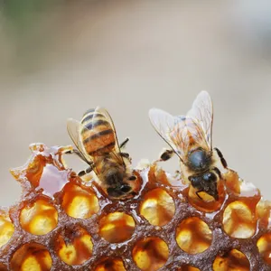 Honeybees Need Your Help