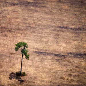 The Troubling Link Between Deforestation and Disease