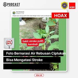 Foto Bernarasi Air Rebusan Ciplukan Bisa Mengatasi Stroke