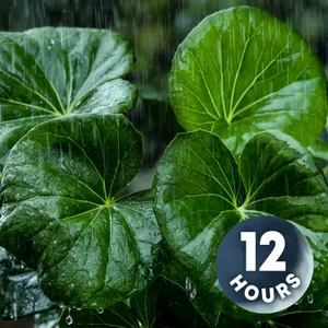 Need Tinnitus Relief? Try This Powerful Thunderstorm Sound | 12 Hours