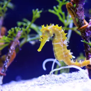 Seahorses! Curly-tailed wonders of the sea