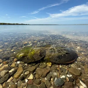Are horseshoe crabs…crabs?