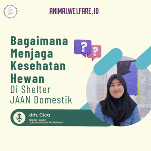 Bagaimana Menjaga Kesehatan Hewan Di Shelter JAAN Domestic