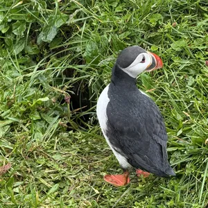 Why are puffins' beaks so colorful?