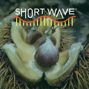 Will GMOs Bring Back The American Chestnut Tree?