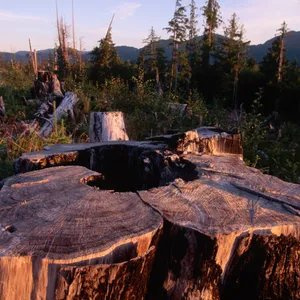 Trump Administration Lifts Protections For Largest National Forest In US