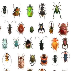 This Is Not A Typo: One In Four Animals Known To Science Is A Beetle