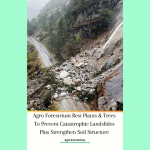 Agro Forestrium Best Plants & Trees To Prevent Catastrophic Landslides Plus Strengthen Soil Structure Podcast Edition