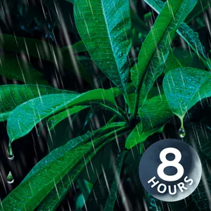 Rain and Thunder Sounds for Sleep and Relaxation | 8 Hour