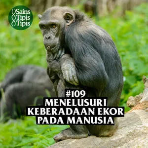 #109 Menelusuri Keberadaan Ekor pada Manusia