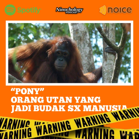 PONY - ORANG UTAN DIJADIKAN PELACUR OLEH MANUSIA