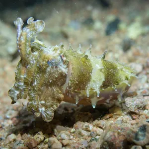 Cuttlefish: Ultimate Shapeshifters!