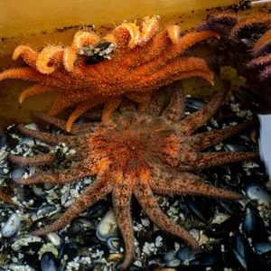 The Fight To Save Sunflower Sea Stars