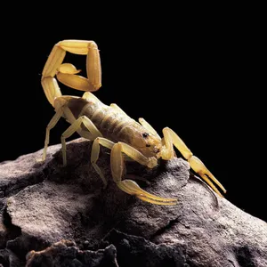 Mouse Vs Scorpion: A Mind-Blowing Desert Showdown