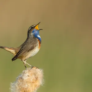 How do birds communicate?